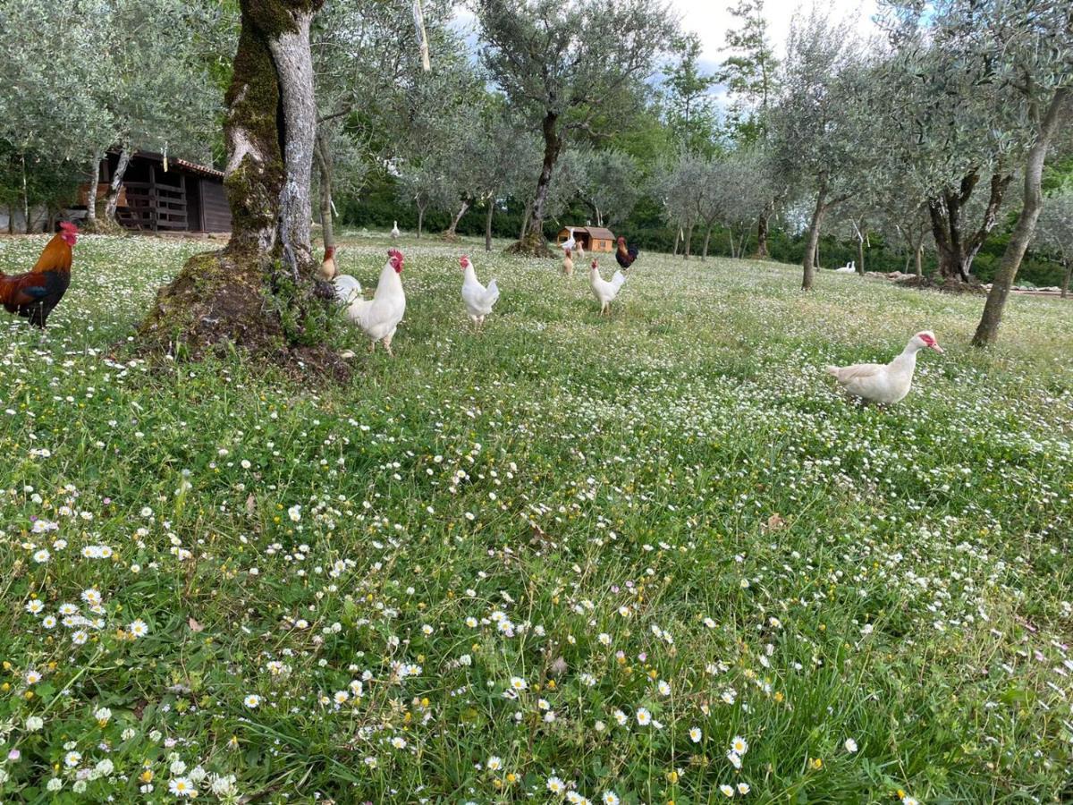 Agriturismo L'Ulivo Padula Exterior foto